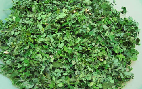 Moringa Leaves